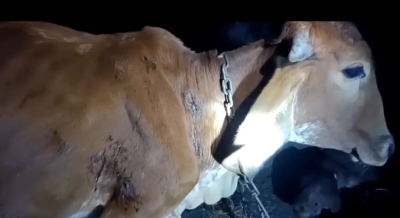 જસદણના દેવપરા સીમ વિસ્તારમાં દીપડૉ દૅખાતા ખેડૂતો અને માલધારીઓ ભય સાથે રાતભર જાગતા રહેવા મજબૂર.