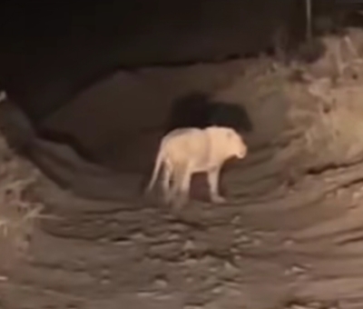 જસદણના કાસલોલિયા બાબરાના લાલકા ગંગેશ્વરની  સીમમાં સાવજની  ડણક સંભળાતા ખેડૂતો પશુપાલકોમાં ફફડાટ  ગાય વાછરડીનું મારણ કર્યું વન વિભાગૅ પાંજરૂ ગોઠવ્યું