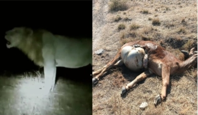 જસદણના વડોદ ગામની સીમમાં  વનરાજ સાવજના ધામા બળદનું મારણ કર્યું ખેડૂતો  પશુપાલકોમાં ફફડાટ વન વિભાગની ટીમ દોડી