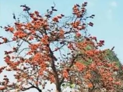 આજૅ રંગોનું પર્વ ધુળેટી ચાલો કેસુડાના રંગે પ્રેમ અને આનંદની હોળી રમીએ કેશુડાના રંગે રંગાવાનું આધ્યાત્મિક અને વૈજ્ઞાનિક મહત્વ છે