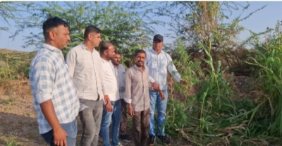 વિંછીયાના ભડલી ગામની સીમમાંથી ગાંજાની ખેતી ઝડપાઈ ૩૭.૧૦ લાખનો નશીલો પદાર્થ જપ્ત