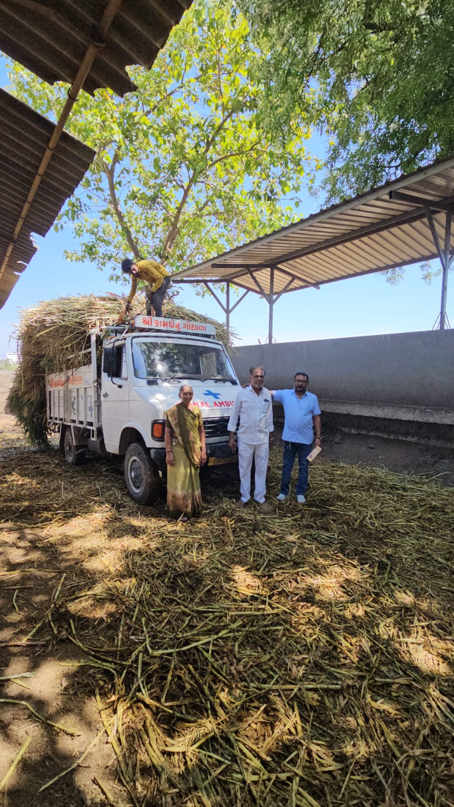 આટકોટ નાં જીવદયા પ્રેમી ખૅડુત ભગવાનભાઈ પરવાડીયાઍ પાંચ વીઘાની લીલી મકાઈનું કામધૅનુ ગૌશાળામા  અંધ અપંગ બીમાર ગયો માટે દાન કર્યું