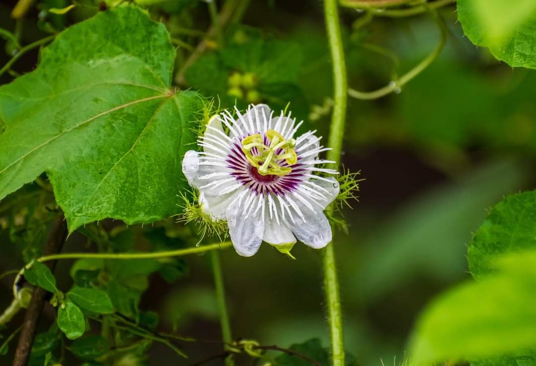 મોટા દડવાના દરબાર ગઢમાં પાંગરી સ્વાસ્થ્યવર્ધક  પાંડવ પુષ્પની વેલ મીઠી ઊંઘ શરીરને આરામ આપે છે