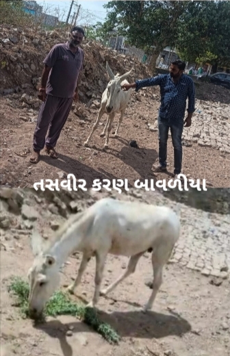 જસદણમાં અકસ્માતે ઘાયલ ગધેડાની જીવ દયા પ્રેમીઓએ સારવાર કરાવી રાજકોટ મારવાડી હોસ્પિટલ મોકલ્યો
