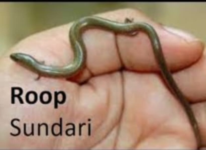 આટકોટમાં  જ્વેલૅજ જ જોવા મળતા બીનઝૅરી રૂપસુંદરી સાપનું રેસ્ક્યુ કરી કુદરતી આબૉહવામાં મુક્ત કરાયૉ